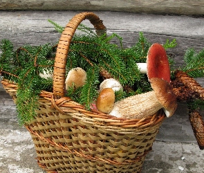 Grzyby, Koszyk