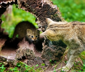 Łąka, Drzewa, Koty, Pień