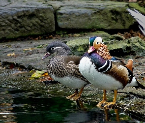 Mandarynek, Para, Kamienie, Staw