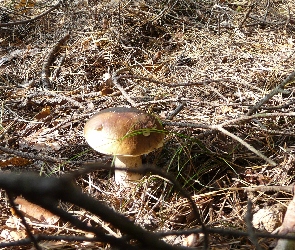 Prawdziwe, Ściółka
