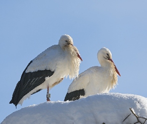 Gniazdo, Śnieg, Bociany