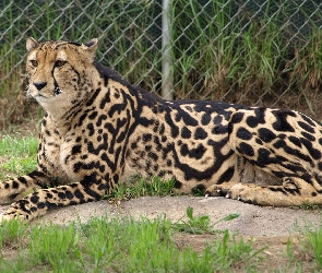 Gepard, Ogrodzenie, Ogród, Zoologiczny, Królewski