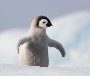 Mały, Śnieg, Pingwin