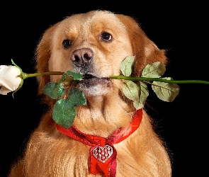 Pies, Walentynki, Róża, Serduszko, Biała