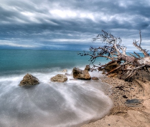 Morze, Drzewo, Plaża