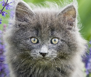 Kotek, Portret, Norweski Leśny