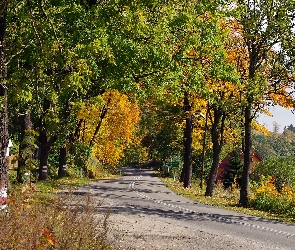 Jesień, Drzewa, Śląsk, Dolny, Dom, Droga