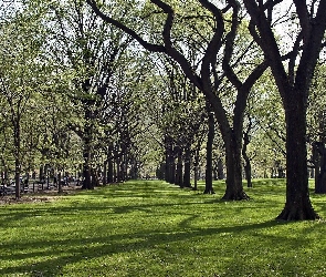 Park, Światło, Trawa, Przebijające, Alejki