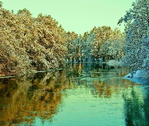 Rzeka, Zima, Drzewa