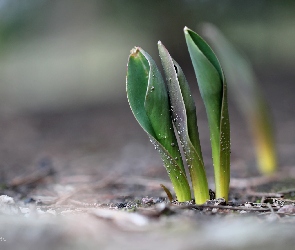 Tulipany, Wiosna, Liście