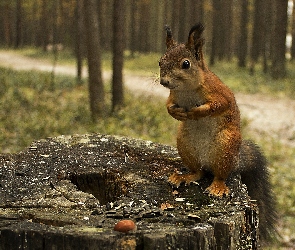 Wiewiórka, Pień, Las, Pestki, Słonecznika, Drzewa