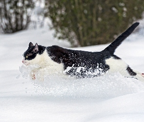 Biegnący, Śnieg, Kot