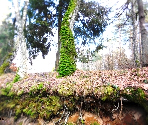 Omszałe, Korzenie, Skarpa, Drzewo, Las