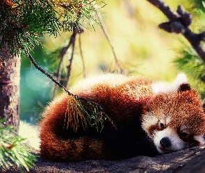Czerwona, Pandka ruda, Wypoczynek, Drzewo, Panda