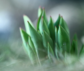 Liście, Tulipanów, Młode