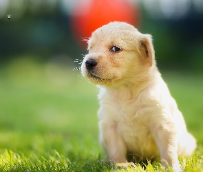 Golden, Łąka, Szczeniaczek, Retriever