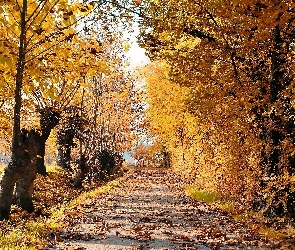 Droga, Jesień, Cień, Opadłe, Liście, Światło, Drzewa