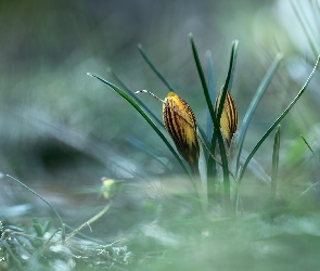 Krokusy, Wiosna, Kwiaty, Żółte