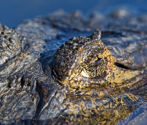 Aligator, Oczy