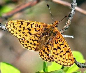 Gałązka, Motyl