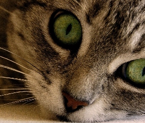 Kotek, Oczy, Zielone