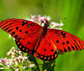 Zbliżenie, Motyl, Kwiat, Czerwony
