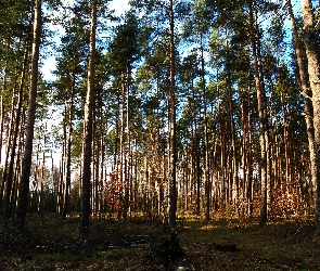 Las, Cień, Drzewa