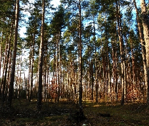 Drzewa, Cień, Las