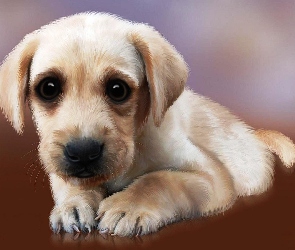 Pazurki, Golden retriever, Szczeniaczek