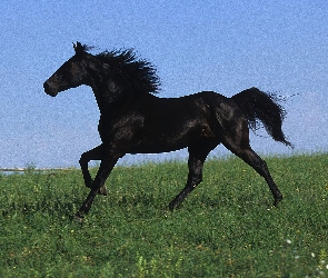 Czarny, Galop, Koń