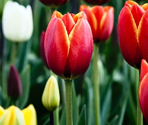 Białe, Żółte, Tulipany, Czerwone