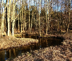 Rzeka, Odbicie, Las