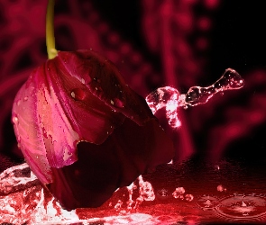 Piękny, Woda, Tulipan, Czerwony