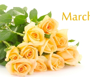 Kobiet, Dzień, Żółtych, Bukiet, Róż, 8 Marca