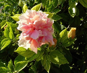 Hibiskus pełny, Światło