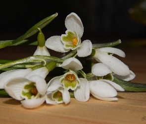 Przebiśniegi, Bukiecik