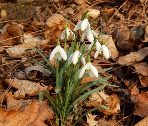 Suche, Liście, Przebiśniegi