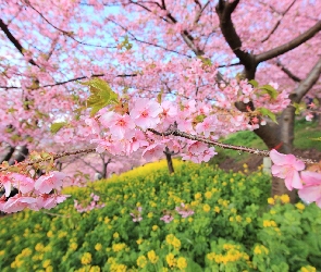 Kwitnąca, Wiśnia, Japonia
