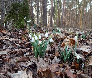 Przebiśniegi, Drzewa, Las, Liście