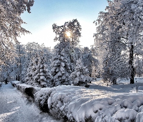 Zima, Słońca, Alejki, Park, Drzewa, Promienie