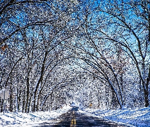 Drzewa, Śnieg, Droga, Zima