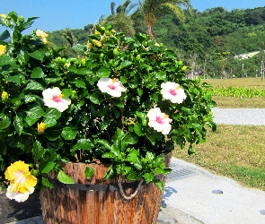 Park, Donica, Hibiskusy, Ketmia, Kwiatki