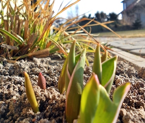 Tulipany, Młode, Ozdobna, Trawa