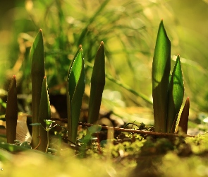 Młode, Wiosna, Tulipanów, Liście