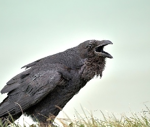Kruk, Trawa