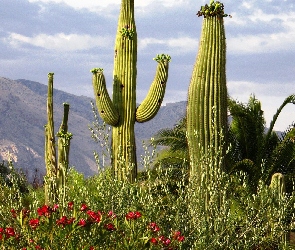 Kaktusy, Góry