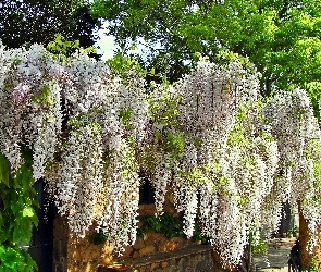 Chińska, Glicynia, Ogród, Biała
