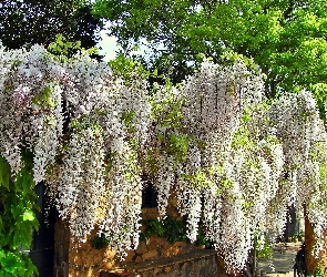 Ogród, Chińska, Glicynia, Biała