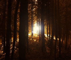 Las, Światło, Przebijające