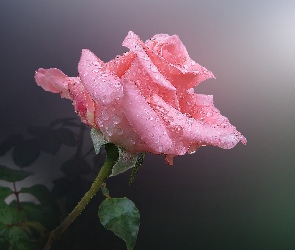 Różowa, Rosa, Róża